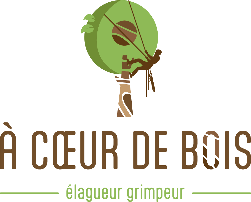 A cœur de bois